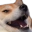 :shibelaugh: