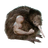 :buffkiwi: