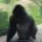 :gorillaspin: