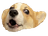 :pogdog: